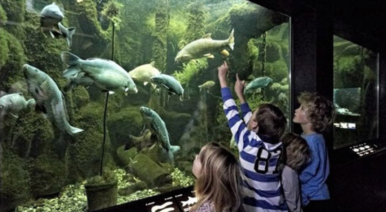 阿鲁巴在欧洲最大的淡水水族馆 -  Vivarium（Aquatis）的中心提供沉浸式移动体验“loading=