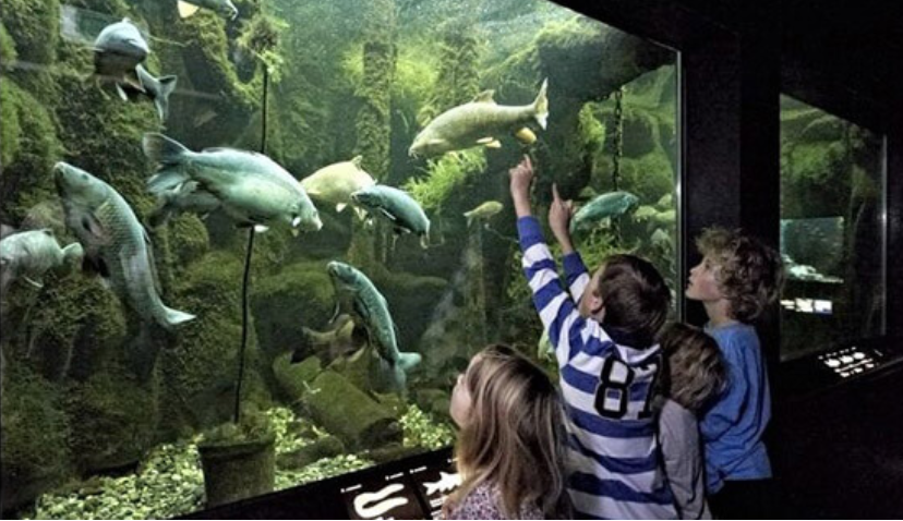 阿鲁巴岛提供了一个immersive mobile experience in the heart of AQUATIS, Europe’s largest freshwater aquarium-vivarium