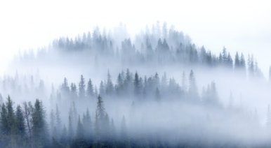 Cutting Through the AI Mist